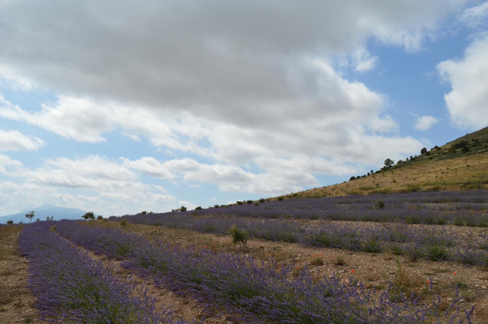 Las Abadias San Felices de los Gallegos Extérieur photo