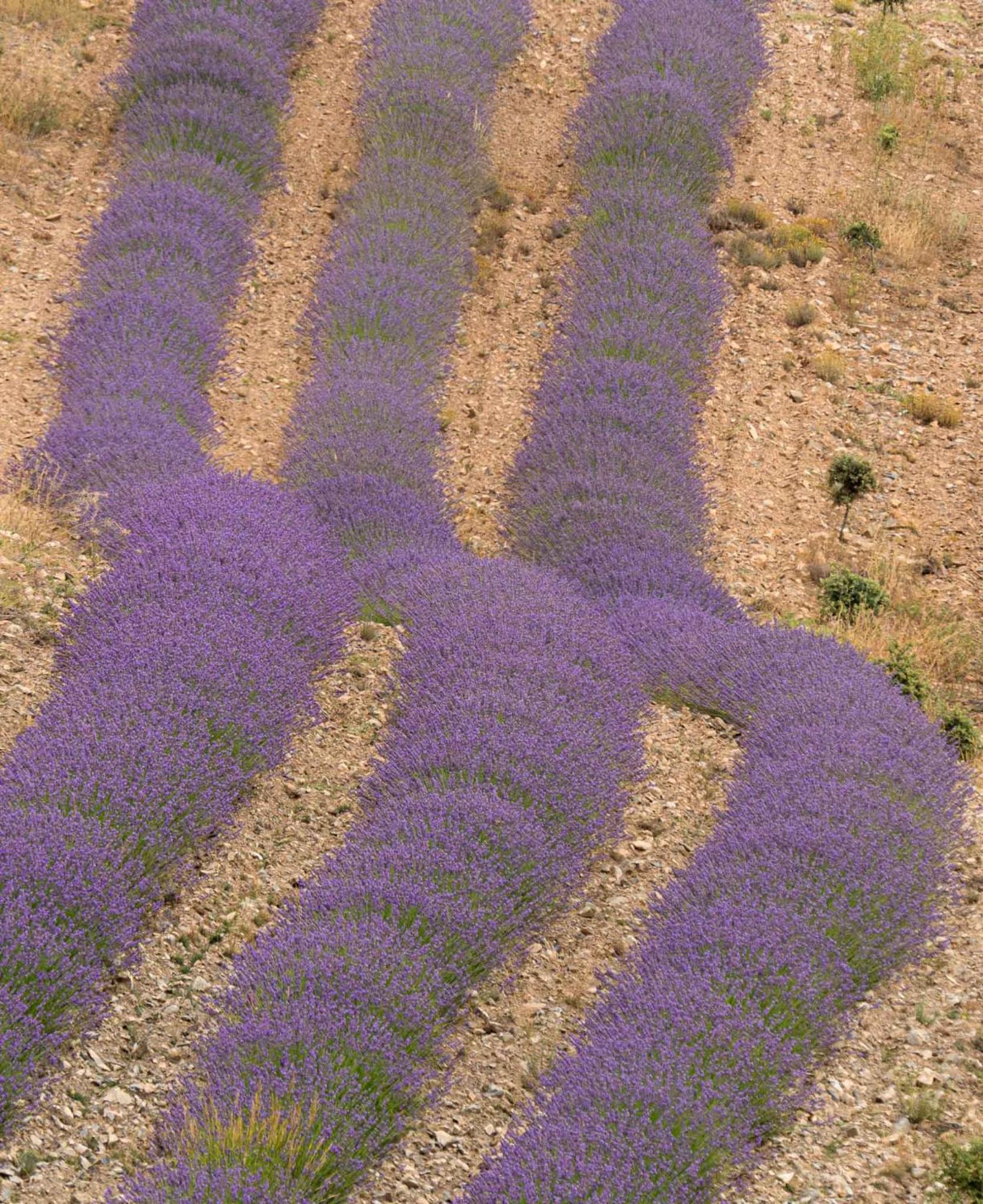 Las Abadias San Felices de los Gallegos Extérieur photo